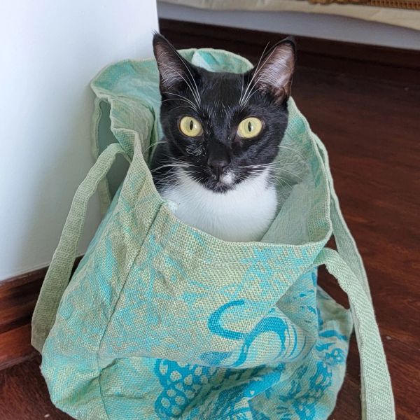 Black and white cat sitting in a turquoise patterned bag.