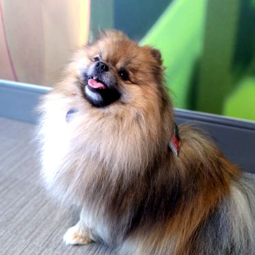Fluffy Pomeranian dog sitting indoors with tongue out.