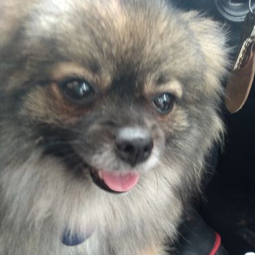 Close-up of a fluffy dog with a happy expression.