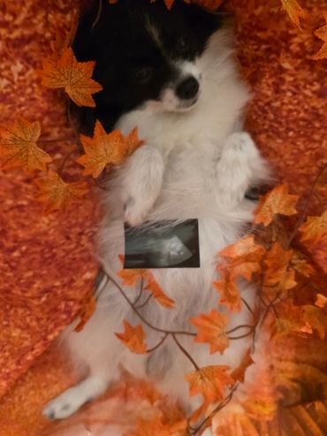 Fluffy dog lying on autumn leaves with an ultrasound photo on its belly.