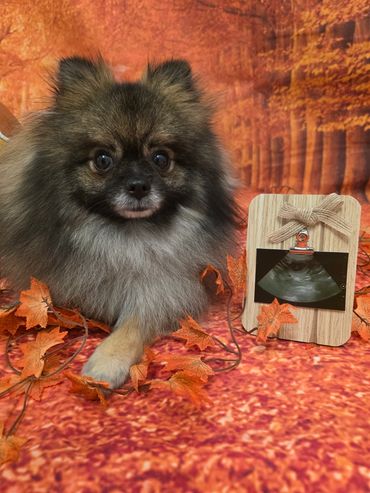 Fluffy dog with autumn leaves and ultrasound photo on wooden clip.
