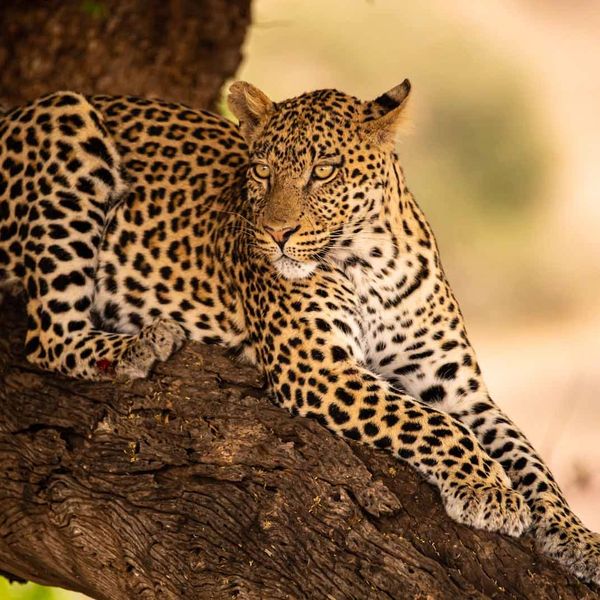 Nsala Wilderness Camp Leopard