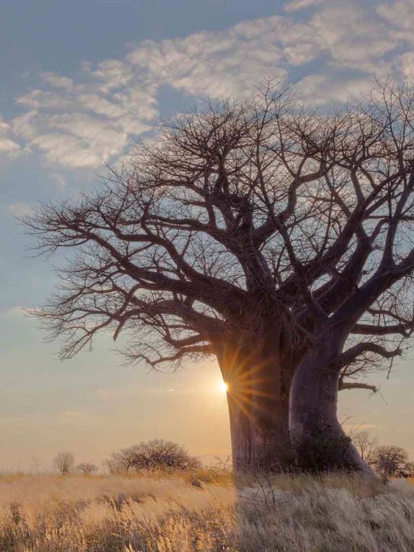 Baobaab Tree