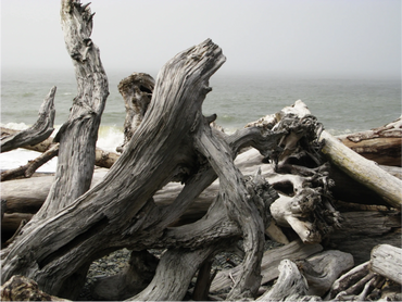 Weathered driftwood scattered along a foggy beach shore.