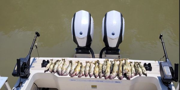 Freshly caught fish lined up on the back of a boat with two motors.