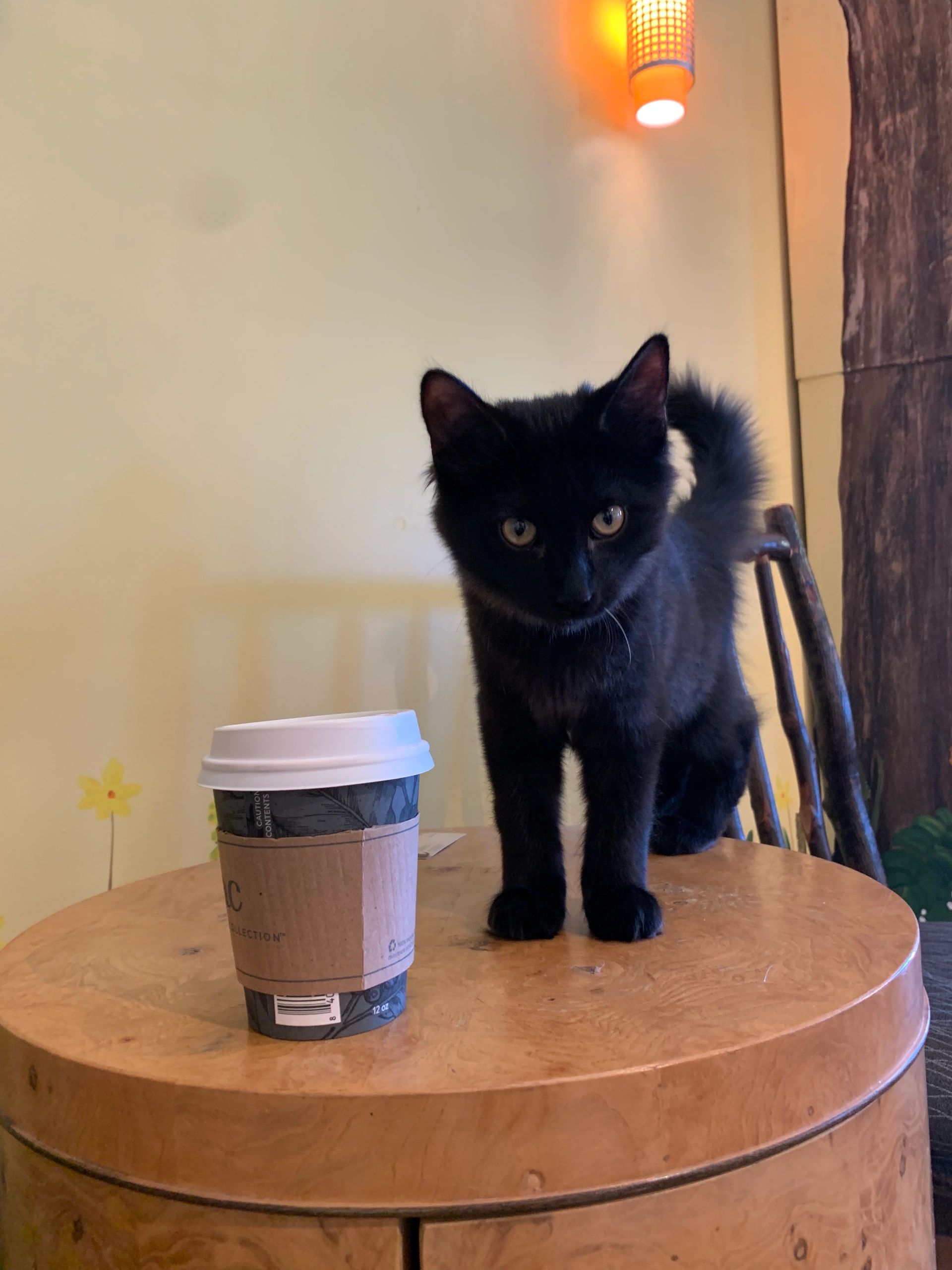 The Feline Good Cat Cafe Is Opening Soon… And They're Hiring!