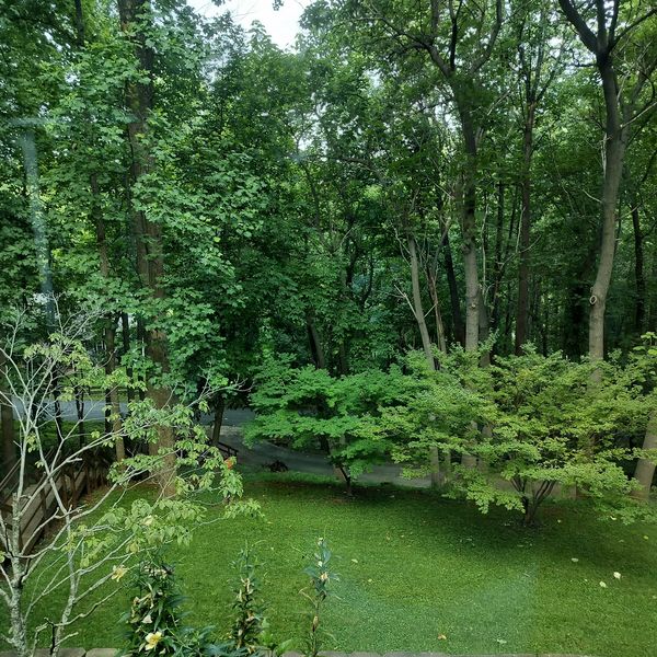 Lush green backyard with trees and grass.