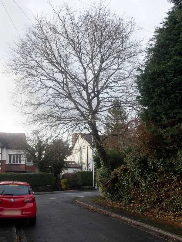 Bare tree leaning over road junction
