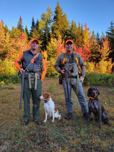 Guided grouse hunting in Maine