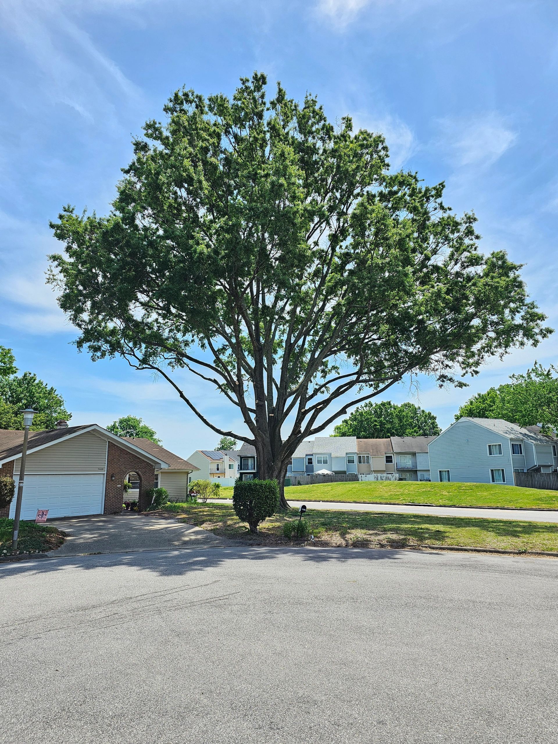 Large tree with sprawling branches in a suburban neighborhood.