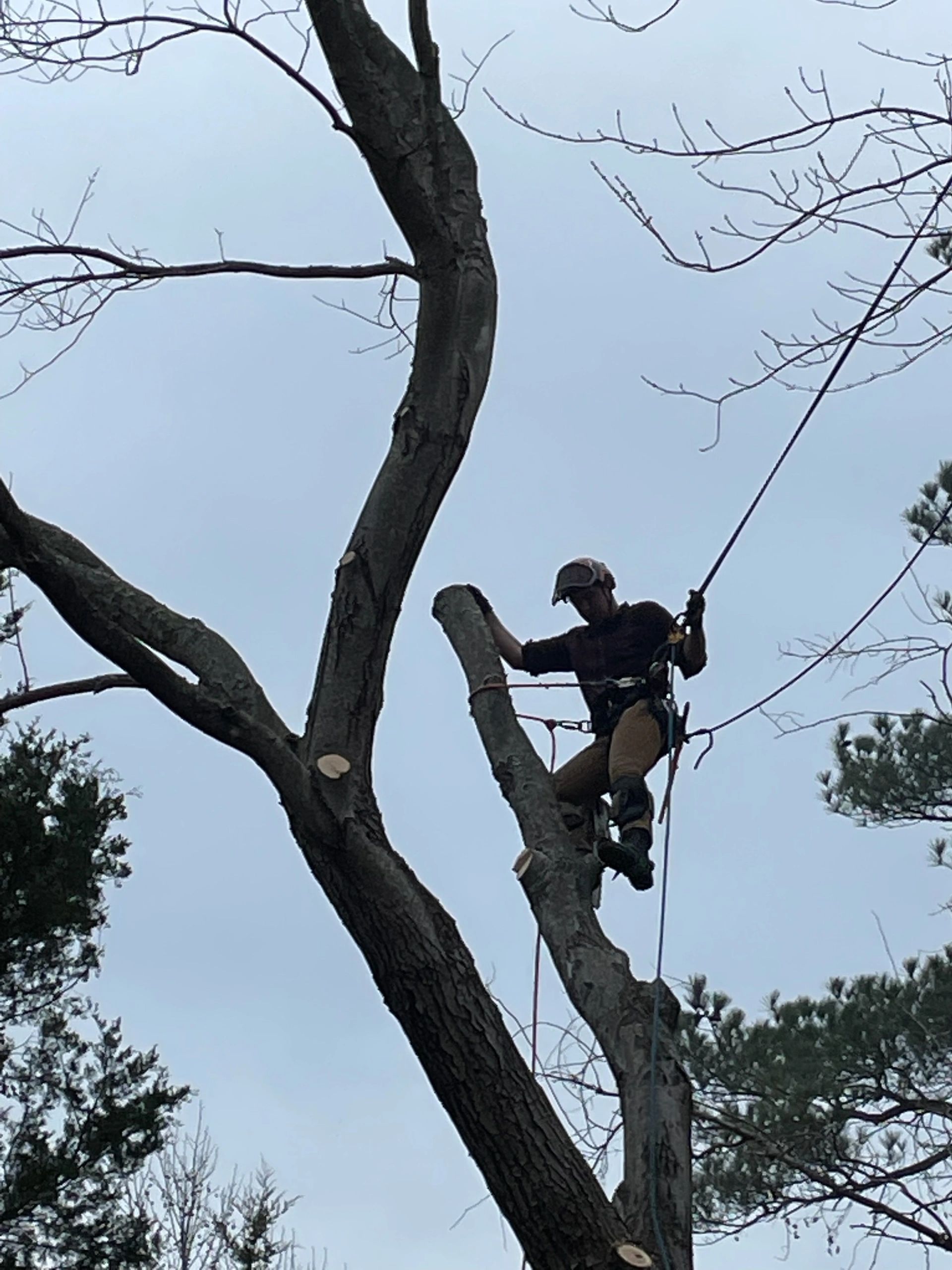 Removal of a maple that was leaning over a customers house.