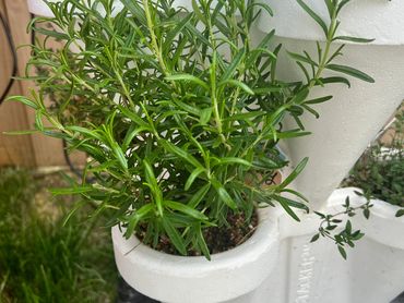 Rosemary growing in hydro-stacker hydroponic vertical gardening systems