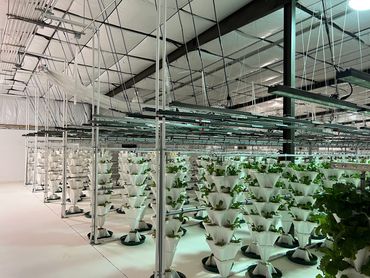Indoor grow under LED lighting using Hydro-Stacker hydroponic vertical gardening systems