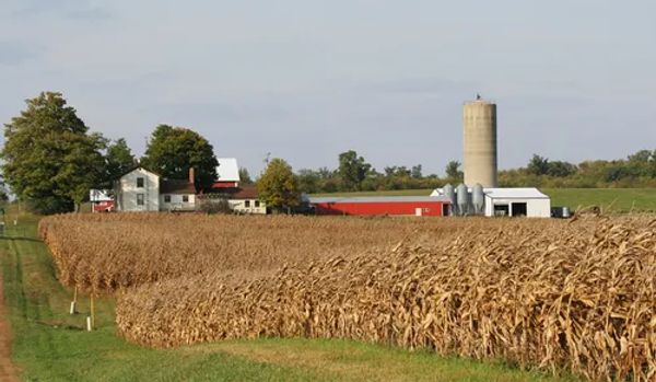 Farm with tall dry cornfield and silos against the sky.