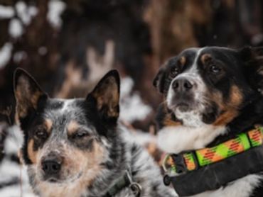 social behavior training