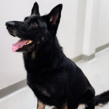 german shepherd obedience