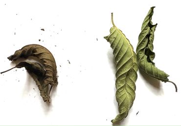 Dried Kratom Leaf