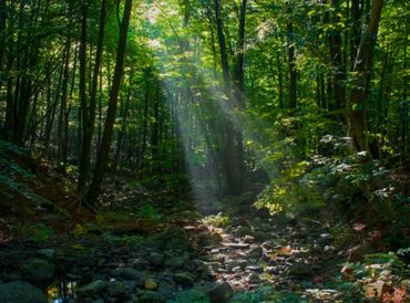 Kratom Forest in West Kalimantan