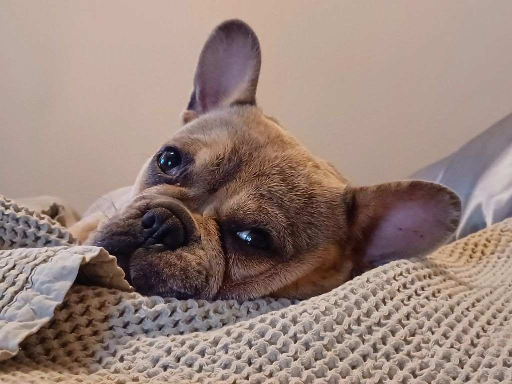 Dottie