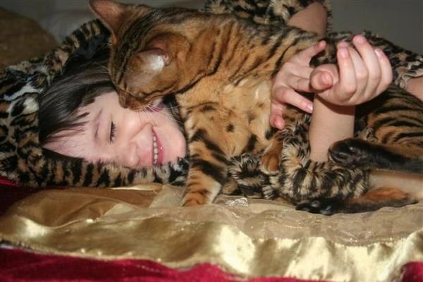 My daughter with our first Bengal 16 years ago and this Bengal is still with us today.