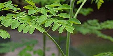 Moringa tree