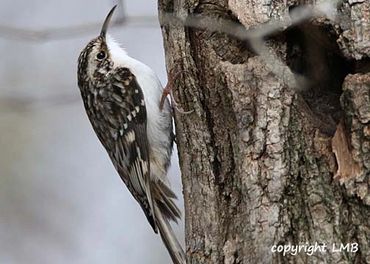 Brown Creepers will come by in the winter! They love Tree Icing and Suet!