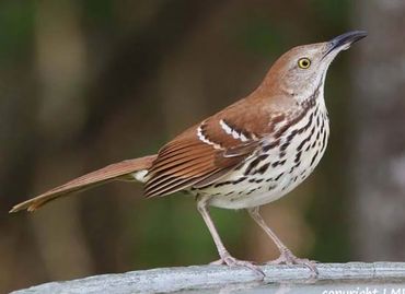 Brown Thrashers come to birdbaths!