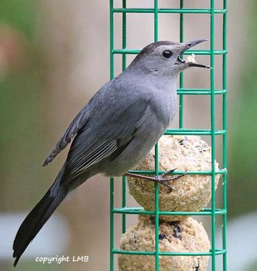 Grey Catbirds LOVE suet balls and bird jelly! We carry both!