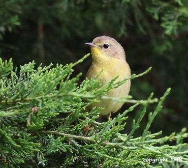 Warblers need water. Consider a birdbath!
