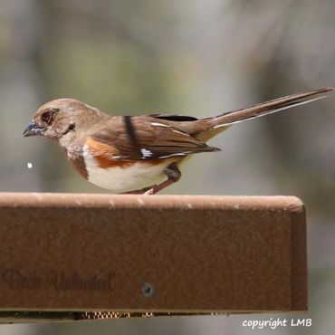 The Eastern Towhee will come to platform feeders!
