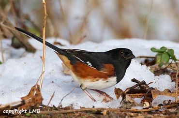 The Eastern Towhee loves Millet and Sunflower Chips - stock up today!
