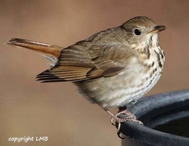 Hermit Thrushes come to birdbaths!