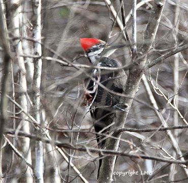 Pileated Woodpeckers love Suet. We have a Suet Feeder especially designed for this large woodpecker!