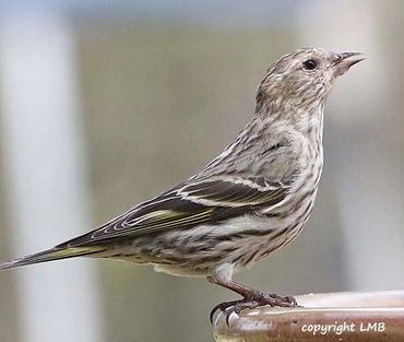 Pine Siskins need water. Consider a birdbath.