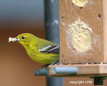 Pine Warblers LOVE Suet and Tree Icing.