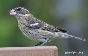Female Rose-breasted Grosbeaks enjoy Sunflower Chips.