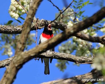 Migration is happening. Look for the Rose-breasted Grosbeak coming by. They love Sunflower Chips.
