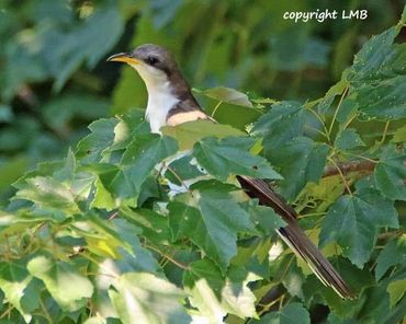 The Yellow Billed Cuckoo is extremely secretive. It has a unique call.