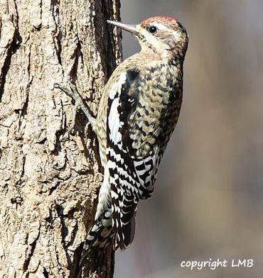 Yellow Bellied Sapsuckers are around in winter. Entice them with Suet or Seed Cylinders.