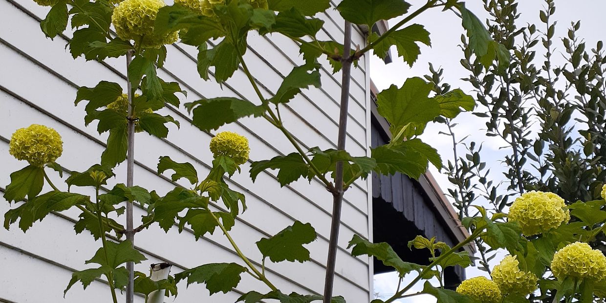 Yellow hydrangea flowers growing beside a house.
