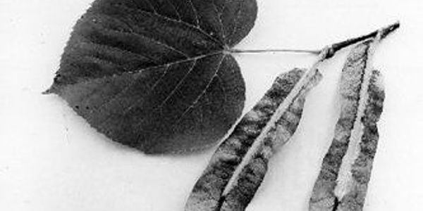 Close-up of a heart-shaped leaf and dried seed pods.