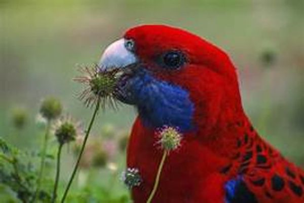 A colorful bird holding a flower.