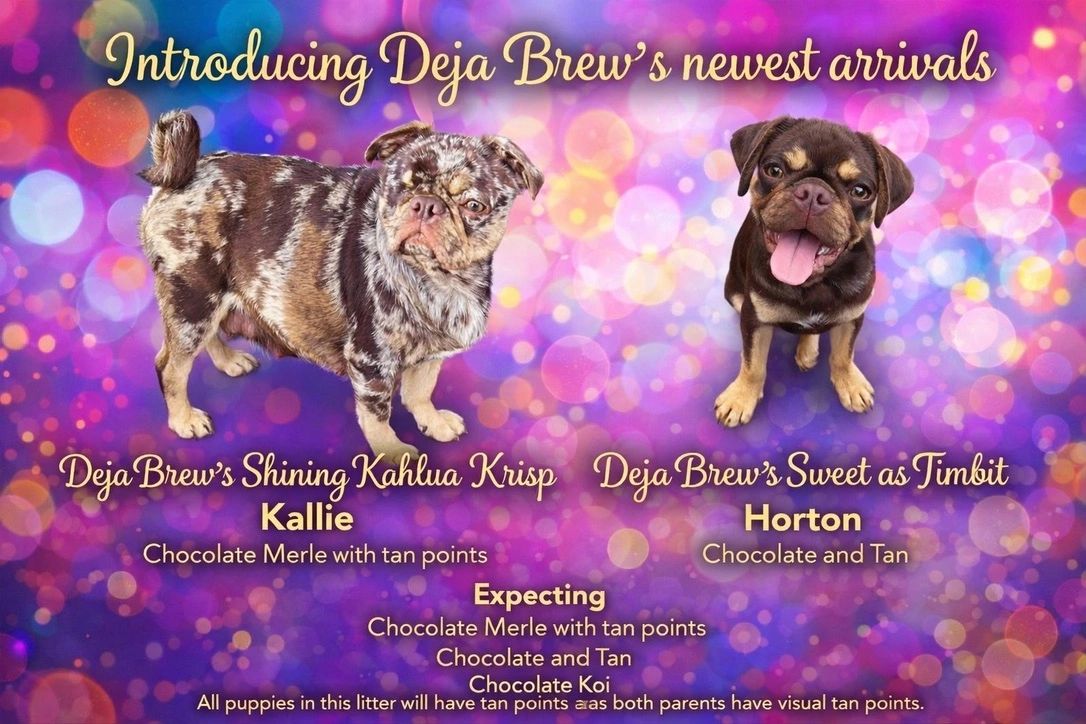 Two adorable puppies introduced as new arrivals from Deja Brew.