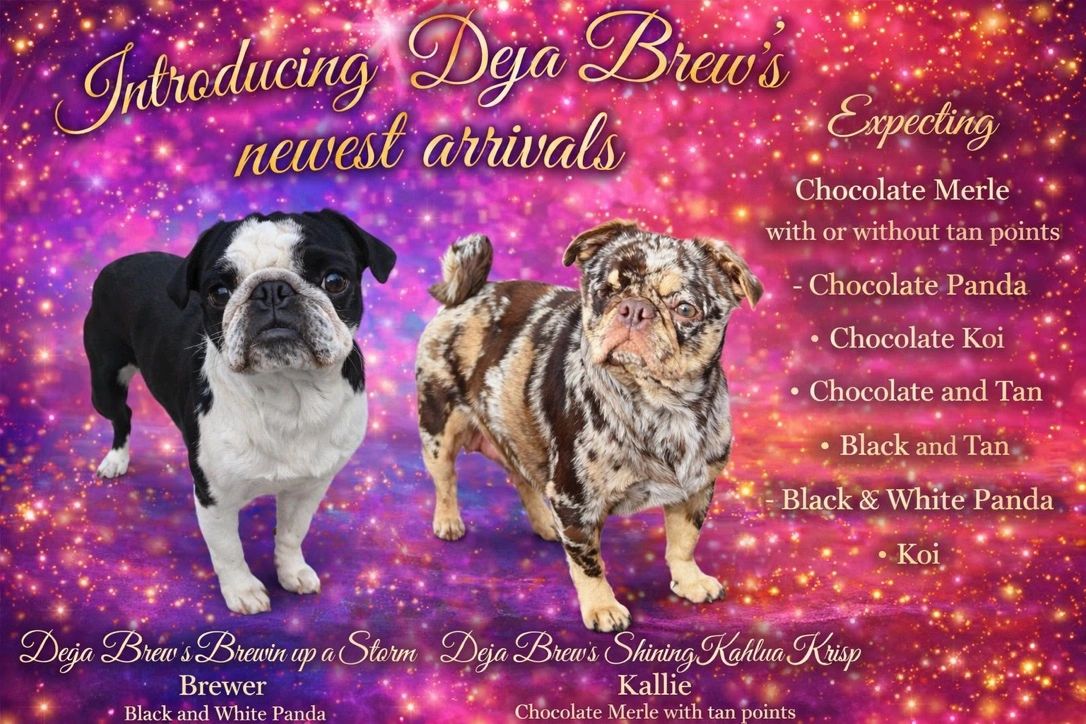 Two unique dogs on a sparkling colorful background introducing Deja Brew's newest arrivals.