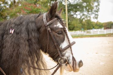Profile Pet Portrait of a horse