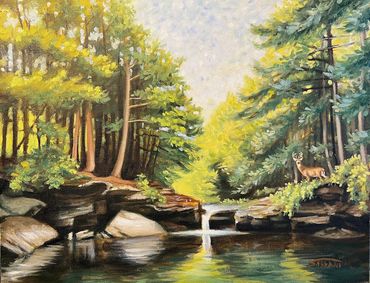 Wildlife, Whitetail Buck, Falls, Pennsylvania Grand Canyon