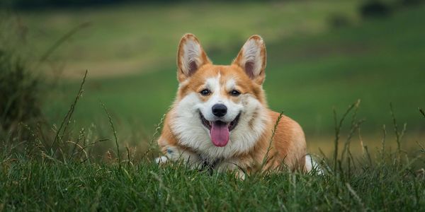 Happy corgi dog lying in the grass with tongue out.