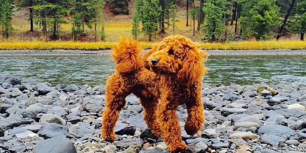Curly-haired dog standing on rocky riverbank with forest backdrop.