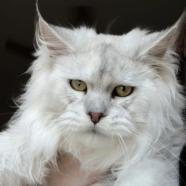 Close-up of a white fluffy cat with yellow eyes.