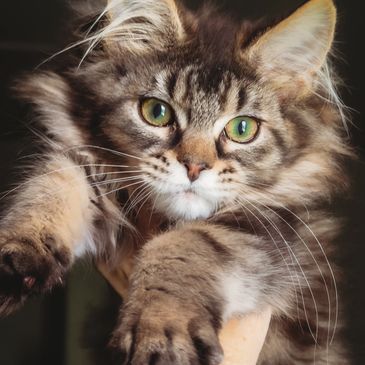Close-up of a fluffy tabby cat with green eyes reaching forward.
